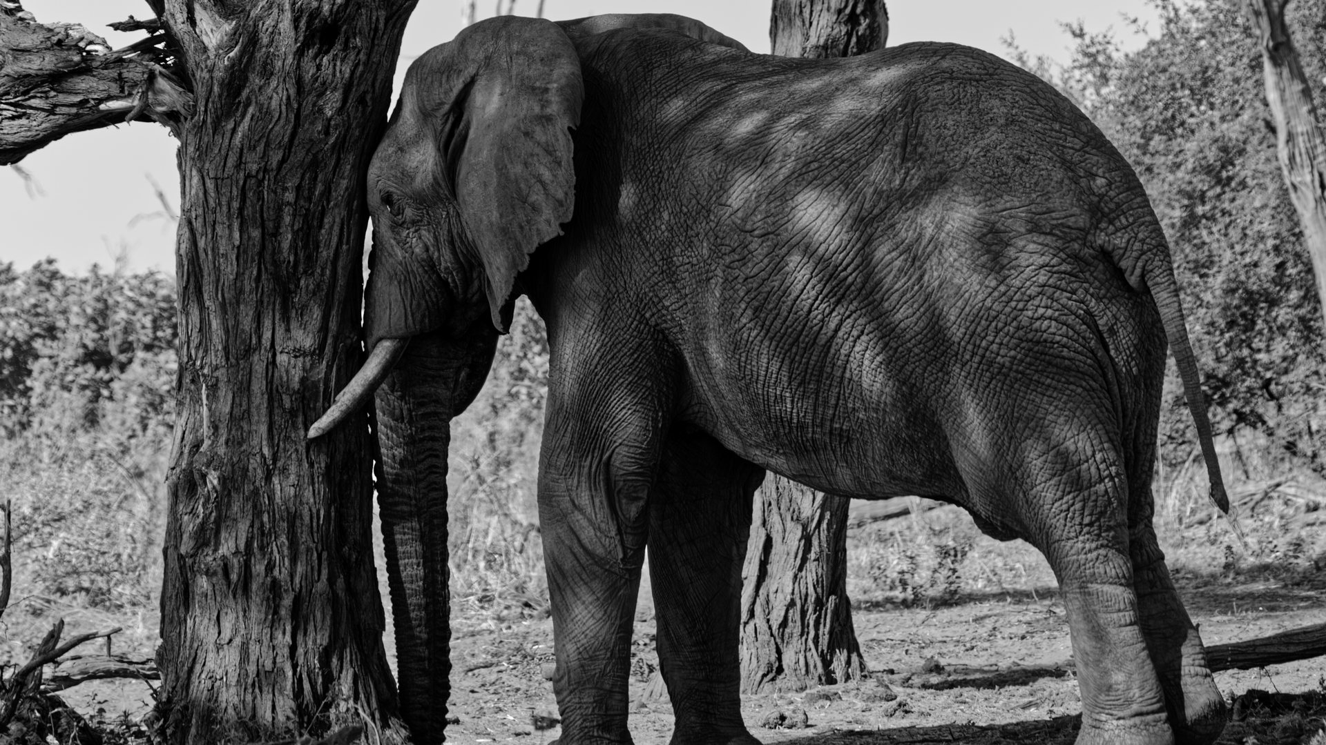 Elephant pressing its forehead against a tree in Botswana — photograph by Philippe Robert.
